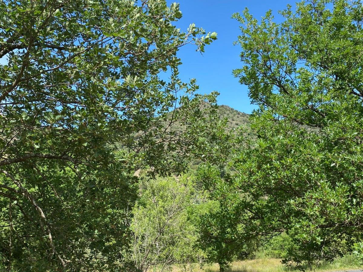 Ribes - Chalet Gite Au Coeur De La Nature Sournia Eksteriør bilde